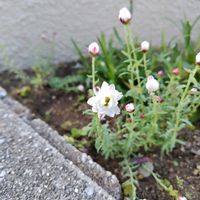 花かんざしの画像