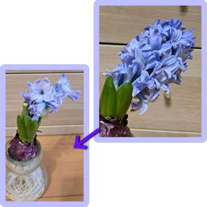 ヒヤシンス 水耕栽培の画像