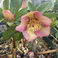 クリスマスローズ,クリスマスローズ,クリスマスローズ   シングル,ベランダガーデニング,横山園芸の画像