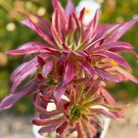 乙女心,アエオニウム 属,ファイヤークラッカー錦,ファイヤークラッカー錦,多肉植物の画像