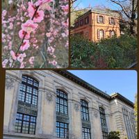 しだれ梅,東京芸術大学,国際こども図書館,国際子ども図書館の画像