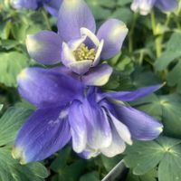 オダマキ,キンポウゲ科,ベランダの画像