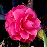 クリスマスローズ,ツバキ,ラベンダー,良い一日を…,母の面会の画像