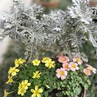 オキザリス,シロタエギク,元気もらえる,お花のある暮らしの画像