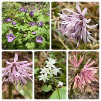 ショウジョウバカマ,シラネアオイ,ツバメオモト,山野草,今日のお花の画像