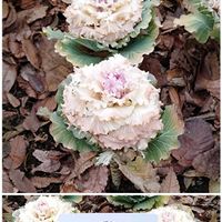 ハボタン,散歩道で,ホワイトレディインプの画像