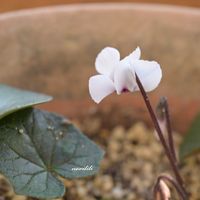 原種シクラメン コウム,ベランダガーデン,マクロレンズ,ミラーレス一眼,おうち園芸の画像