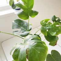 モンステラ,モンステラ,観葉植物,happy♡,幸せにな〜る◡̈❁の画像