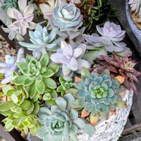 多肉さん,多肉大好き,多肉植物のある暮らし,ベランダ,玄関アプローチの画像