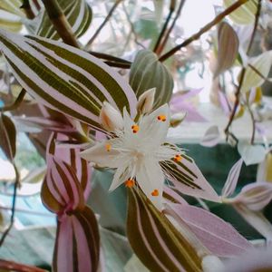 部屋,窓辺の画像