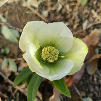 クリスマスローズ,クリスマスローズ,かわいい,開花,癒しの画像