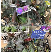 ベゴニア,園芸店,トマト園芸,コンテナガーデントマト園芸レイクタウン店さんの画像