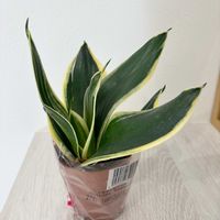 サンスベリア,サンセベリア　ハニーバニー,玄関内側の画像