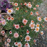 オステオスペルマム,オステオスペルマム キララ,マーガレット ダークあずき,マーガレット レディフレアの画像