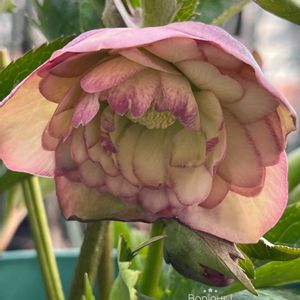 ピンクワールドへ ようこそ,菅原園芸,マイ・クリスマスローズ,tom' world,バルコニー/ベランダの画像