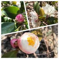 サザンカ,寒椿,寒椿の画像