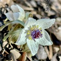 セツブンソウ,節分草,スプリングエフェメラル,春の妖精,栃木県大田原市の画像