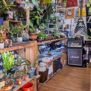 多肉植物,ウラボシ科,ビカクシダ属,食中植物,塊根の画像