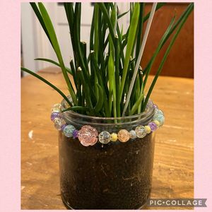 観葉植物,水耕栽培,サンセベリア属,季節を楽しむ,冬の楽しみの画像