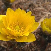 フクジュソウ,ビタミンカラー,SDGs,心に笑顔の花を,庭の画像