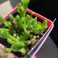 ゴーラム,他肉植物の画像