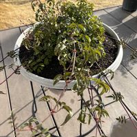 ハゴロモジャスミンの画像