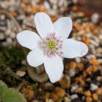 雪割草,プリムラマラコイデス,プリムラ ジュリアン ブライダルベル,チーム愛知,Juneの会の画像