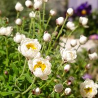 花かんざし,記録用,朝の庭,春の訪れ,週末ガーデナーの画像