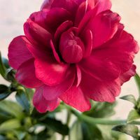 サイネリア,サイネリア,ラナンキュラス,ラナンキュラス,ラナンキュラスの画像