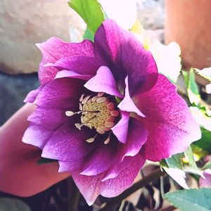 クリスマスローズ,クリスマスローズ ダブル,レンテン・ローズ,地植え,実生の画像