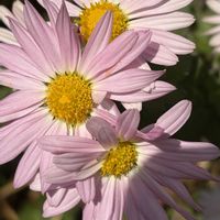 キク,花壇,ガーデニング,山野草,キク科の画像