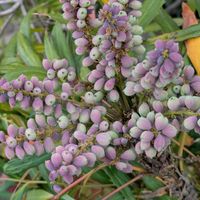 シロヤマブキ,ヤマボウシ,ホソバヒイラギナンテン(細葉柊南天),街歩きでの画像