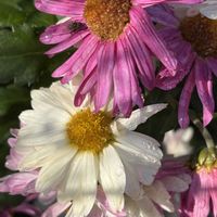 キク,山野草,キク科,里山,お出かけ先の画像