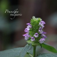 ウツボグサ,ウツボグサ,ハオルチア,アデニウム,多肉植物の画像