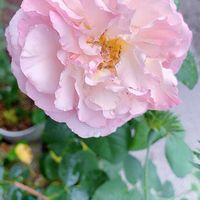 バラ,月曜にはバラ,チーム岐阜,ピンクワールドへ ようこそ,ユーミンつながりの画像