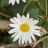 キク,花壇,ガーデニング,山野草,キク科の画像