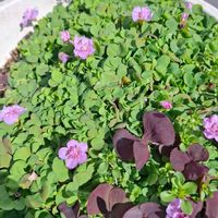 パンジー,ブロッコリー,八重咲きオキザリスポンポン,愛しの紫,テラスの画像