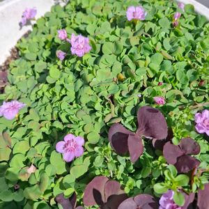 パンジー,ブロッコリー,八重咲きオキザリスポンポン,愛しの紫,テラスの画像