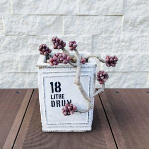 玉蓮 ,多肉植物,セダム属,成長記録,多肉女子の画像