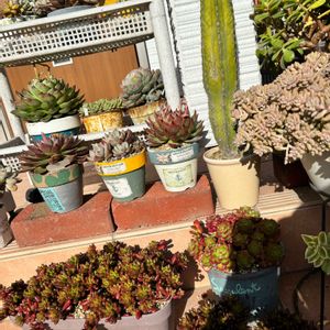 虹の玉,レティジア,オパリナ,ムーンストーン,ルナソーラーの画像