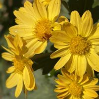 キク,花壇,ガーデニング,山野草,キク科の画像