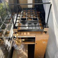 マツ,盆栽,初心者,種から,超初心者の画像