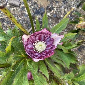 クリスマスローズ,クリスマスローズ,花壇,つぼみ,クリスマスローズ・ダブルの画像