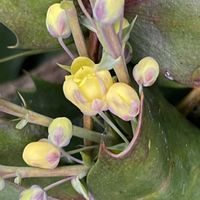 ヒイラギナンテン,お花は癒し,花が好き❤,☆携帯撮影☆の画像