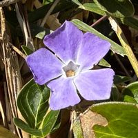 ツルニチニチソウの画像