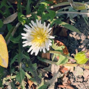 ロウバイ,シロバナタンポポ,植物のある暮らし,植中毒,GS映えの画像