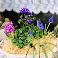 ムスカリ,菜の花,春の予感,幸せな時間,繋がりに感謝の画像