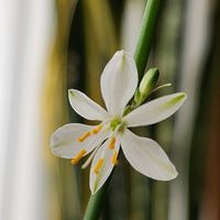 オリヅルラン,出窓の画像