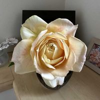 バラ,花のある暮らし,トイレ・洗面所の画像