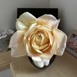 バラ,花のある暮らし,トイレ・洗面所の画像